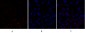 HSP27 Polyclonal Antibody