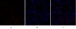 HSP27 Polyclonal Antibody