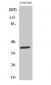 HSP40 Polyclonal Antibody