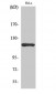 HXK I Polyclonal Antibody