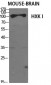 HXK I Polyclonal Antibody