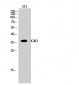 ICAD Polyclonal Antibody