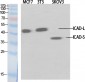 ICAD Polyclonal Antibody