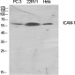 ICAM-1 Polyclonal Antibody