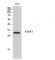 ICAM-2 Polyclonal Antibody