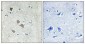 IFI-56K Polyclonal Antibody