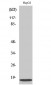 IFITM3 Polyclonal Antibody