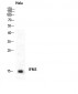 IFITM3 Polyclonal Antibody