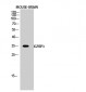 IGFBP3 Polyclonal Antibody