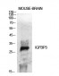 IGFBP3 Polyclonal Antibody