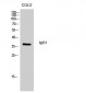 IgG1 Polyclonal Antibody