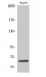 IL-10Rα Polyclonal Antibody