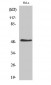 IL-11Rα Polyclonal Antibody