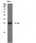 IL-12A Polyclonal Antibody