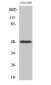 IL-13Rα1 Polyclonal Antibody