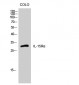 IL-15Rα Polyclonal Antibody