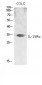 IL-15Rα Polyclonal Antibody