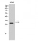 IL-20 Polyclonal Antibody