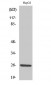 IL-32 Polyclonal Antibody