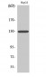 IL-3Rβ Polyclonal Antibody