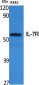 IL-7R Polyclonal Antibody