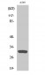 Inhibin β-C Polyclonal Antibody