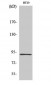 InsP 3-kinase C Polyclonal Antibody