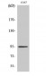 Insulin R Polyclonal Antibody