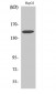 Integrin α3 Polyclonal Antibody