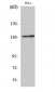 Integrin αV Polyclonal Antibody