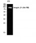 Integrin β1 Polyclonal Antibody