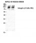 Integrin β3 Polyclonal Antibody