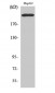 Integrin β4 Polyclonal Antibody