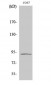 Integrin β5 Polyclonal Antibody