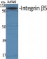 Integrin β5 Polyclonal Antibody
