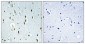 IP6K2 Polyclonal Antibody