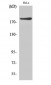 IQGAP1 Polyclonal Antibody