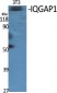 IQGAP1 Polyclonal Antibody