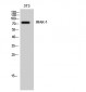 IRAK-1 Polyclonal Antibody
