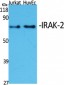IRAK-2 Polyclonal Antibody