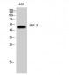 IRF-3 Polyclonal Antibody