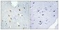 IRF-4 Polyclonal Antibody