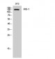 IRS-1 Polyclonal Antibody