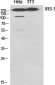 IRS-1 Polyclonal Antibody