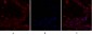 IRS-1 Polyclonal Antibody