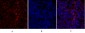 IRS-1 Polyclonal Antibody