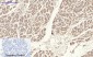 IRS-1 Polyclonal Antibody