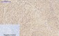 IRS-1 Polyclonal Antibody