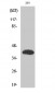 Islet-2 Polyclonal Antibody