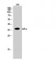 IκB-α Polyclonal Antibody